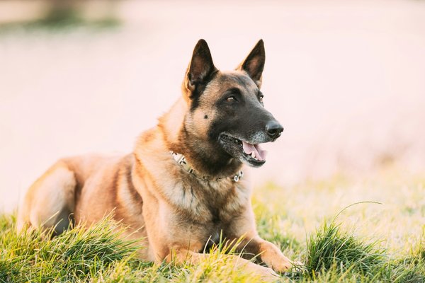 Assurez la santé de votre chien avec lesmolossesaugrandcoeur.fr